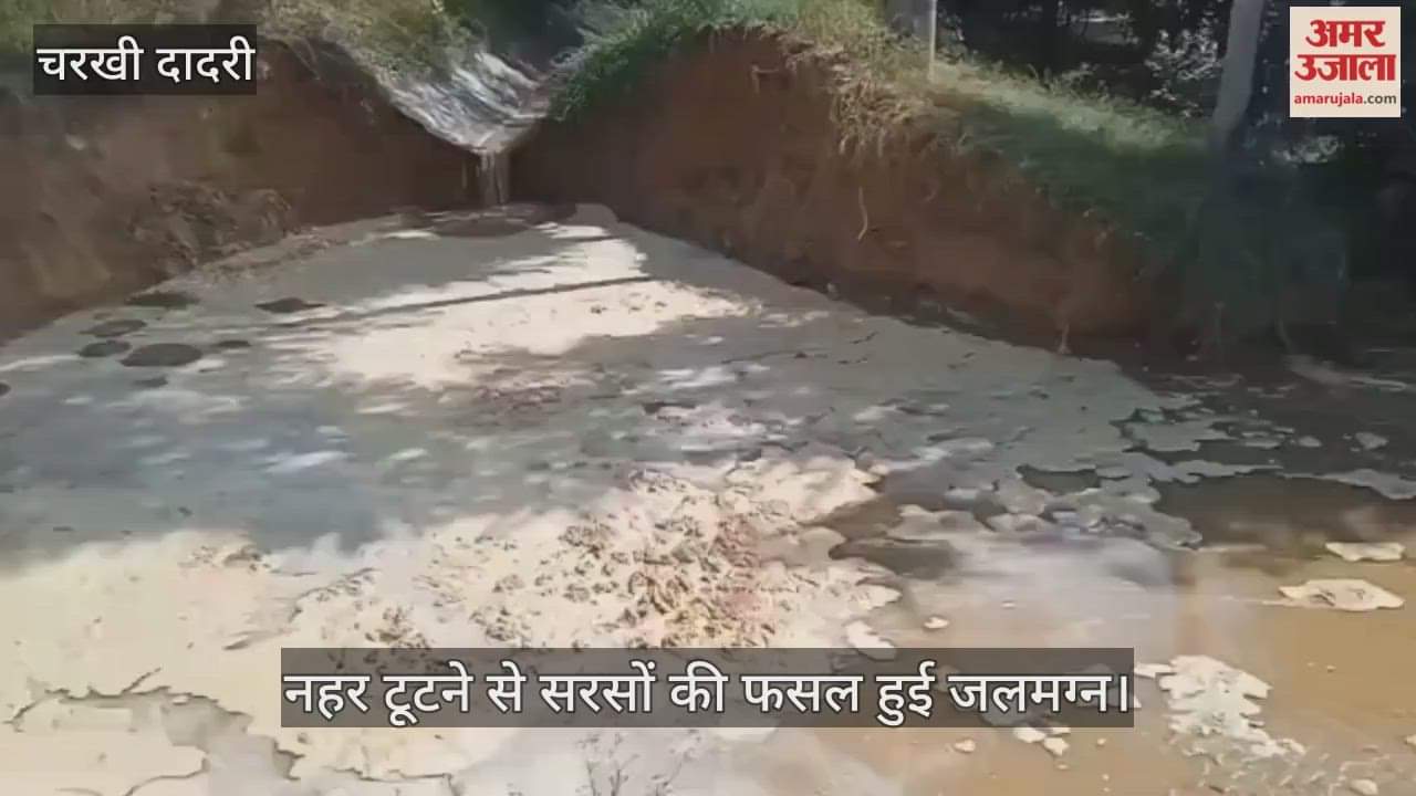 The mustard crop was submerged due to the breach in the canal