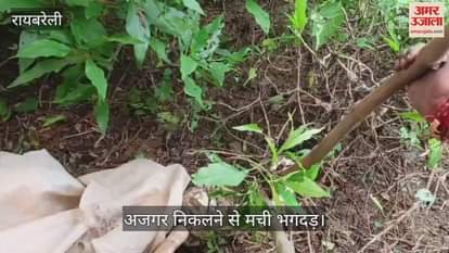 VIDEO: धान के खेत में निकला अजगर, किसानों में मचा हड़कंप