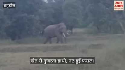 A herd of elephants roamed some distance from the settlement, forcing people to spend the night awake.