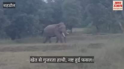 A herd of elephants roamed some distance from the settlement, forcing people to spend the night awake.