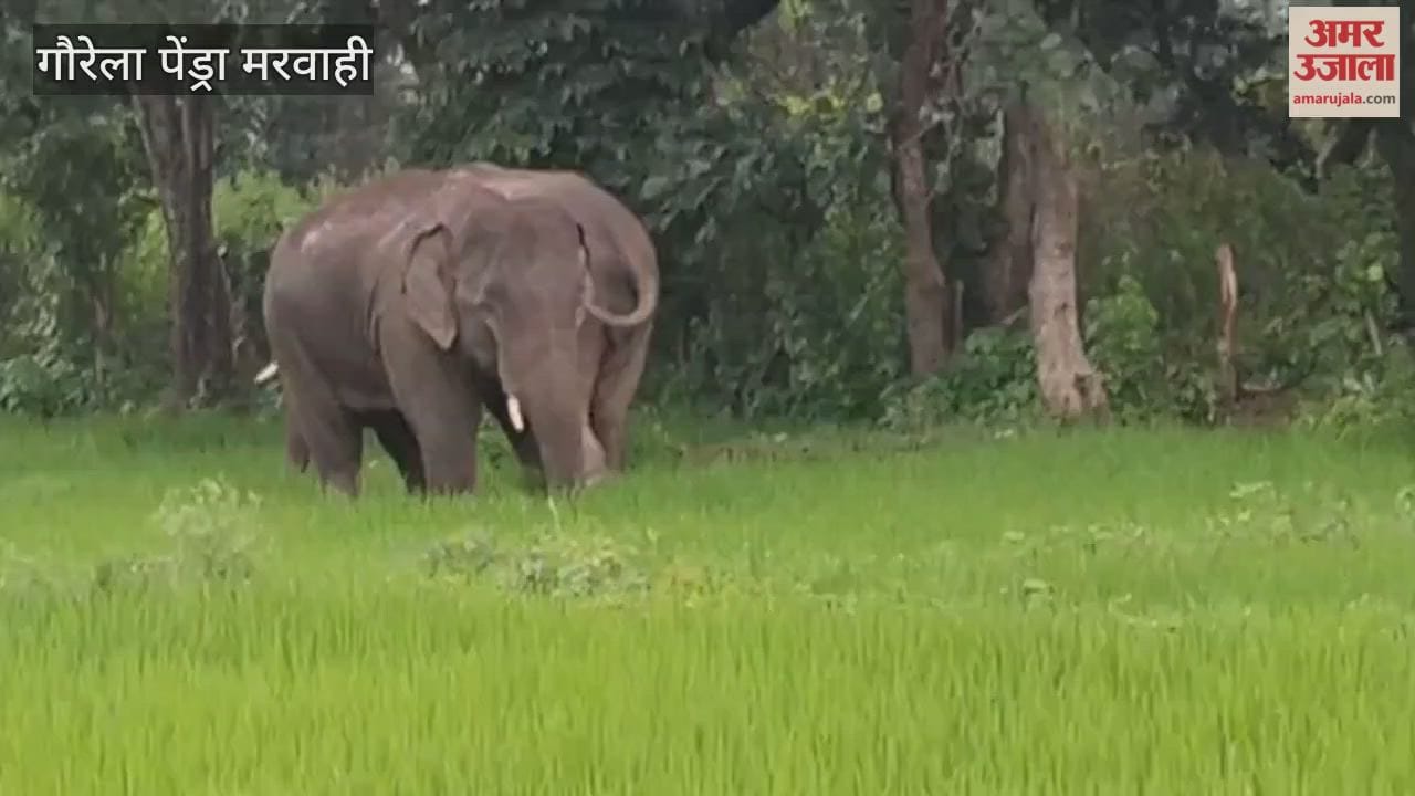 Elephants created havoc in GPM damaged the crops of eight farmers