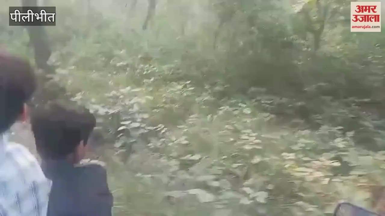 Tiger attacks gypsy during jungle safari video goes viral