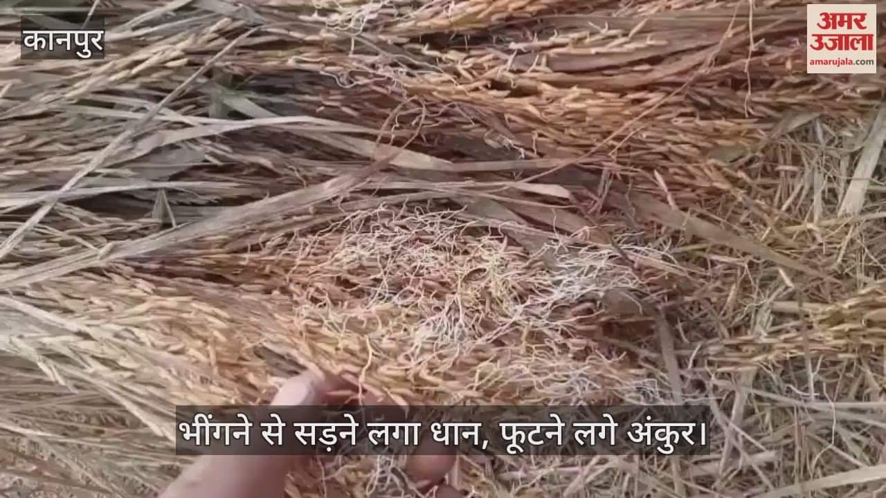 कानपुर: भीतरगांव इलाके में बेमौसम बारिश, किसानों के अरमानों पर फिरा पानी