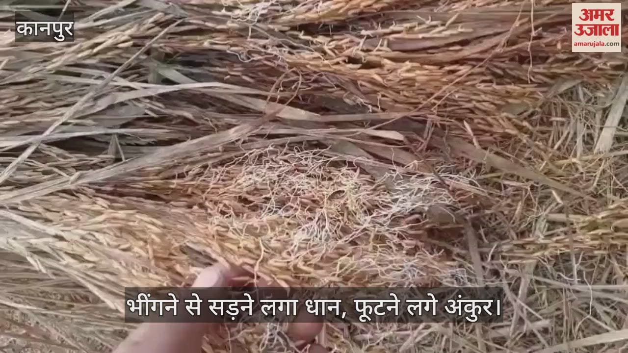 कानपुर: भीतरगांव इलाके में बेमौसम बारिश, किसानों के अरमानों पर फिरा पानी
