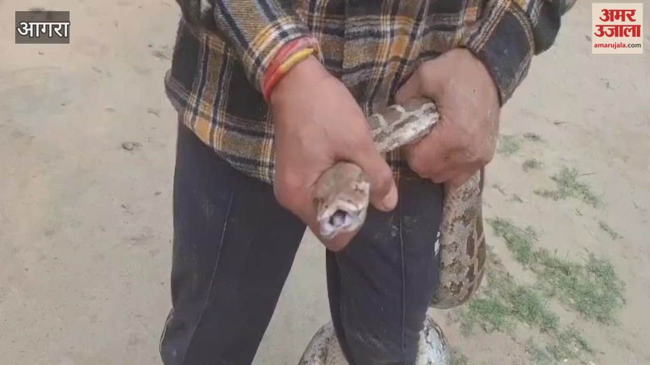 Python found near Taj Mahal in agra