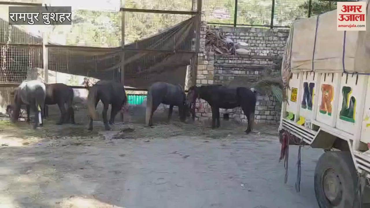 Rampur Bushahr The most expensive horse sold for Rs 84 thousand in the horse exhibition