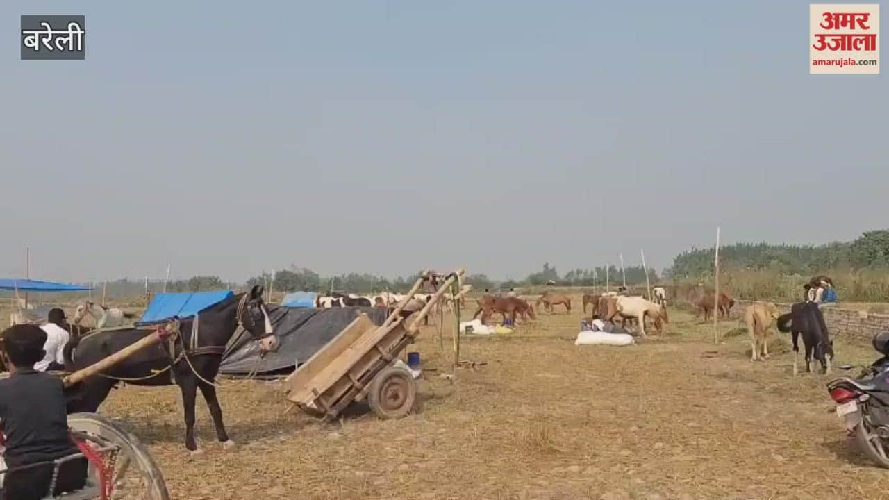 Horses from Pushkar are attracting buyers at the Ramganga Chaubari fair in Bareilly