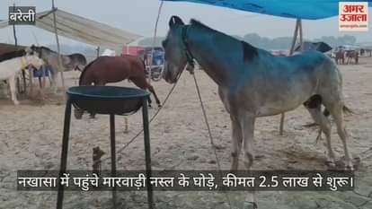 Bareilly Chaubari Mela Marwari breed horses arrive in Nakhasa