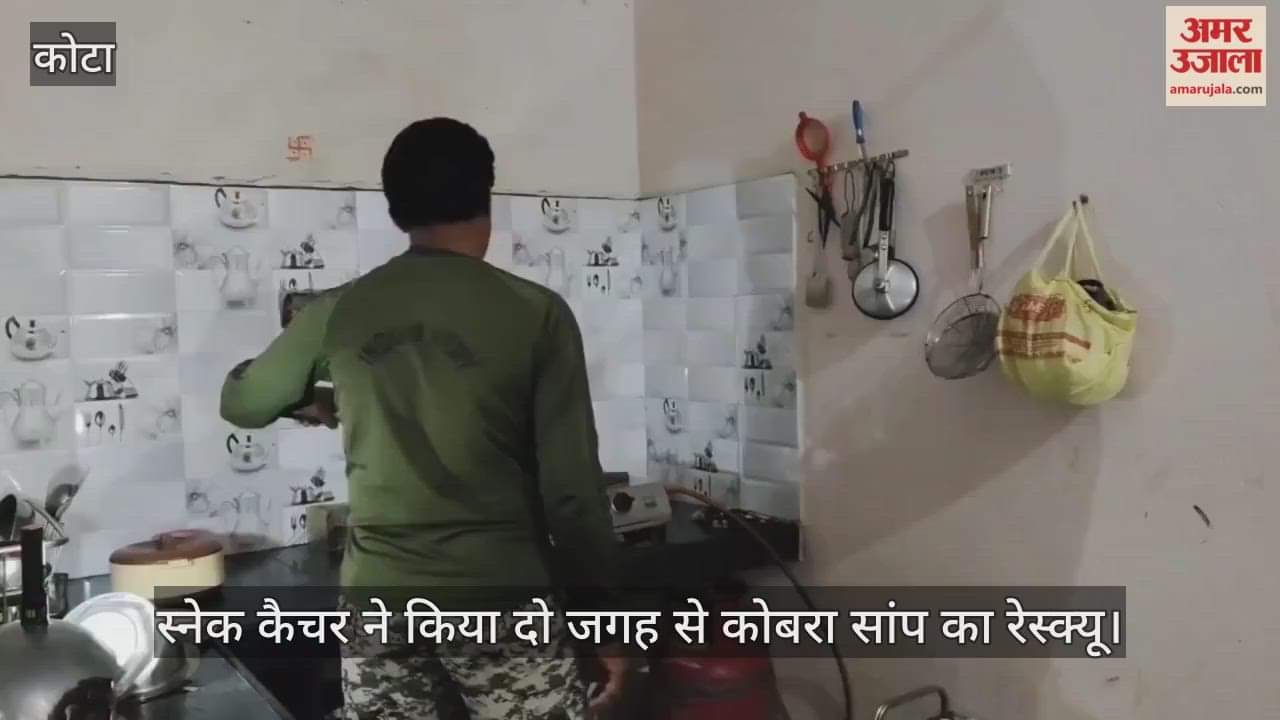 Kota News: Cobras Found in Kitchen and University Cooler, Snake Catcher Rescues and Releases Them in Forest