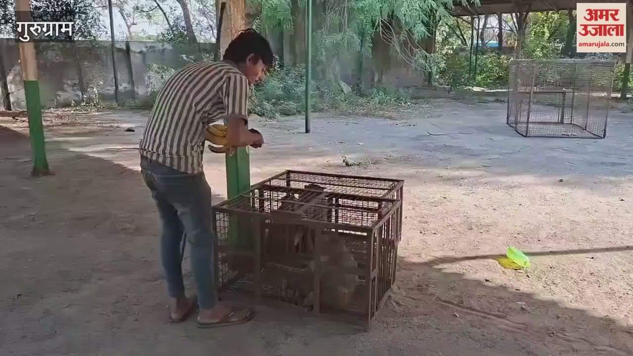 six monkeys caught from Jatoli market during campaign of Municipal Council in gurugram
