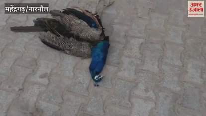 Peacock dies due to electric shock in Mahrampur, Narnaul