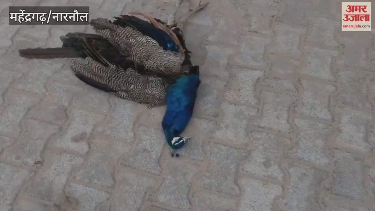 Peacock dies due to electric shock in Mahrampur, Narnaul