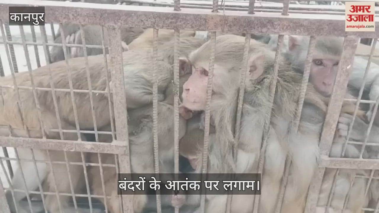 कानपुर: घाटमपुर वासियों को जल्द मिलेगी राहत, नगर पालिका ने बंदरों को पकड़वाने का कार्य किया शुरू