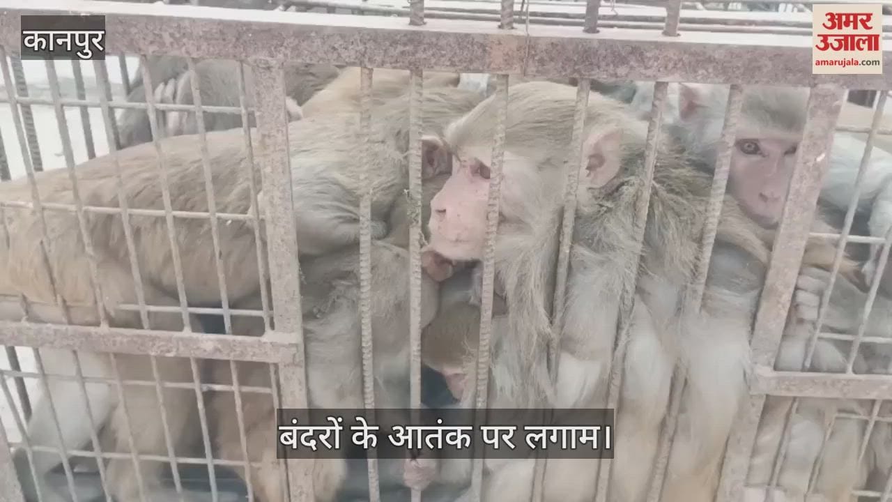 कानपुर: घाटमपुर वासियों को जल्द मिलेगी राहत, नगर पालिका ने बंदरों को पकड़वाने का कार्य किया शुरू