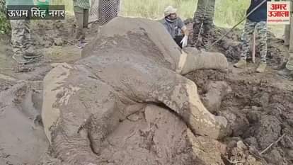 The elephant hit by the train is being treated in Gularbhoj