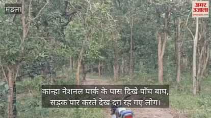 A thrilling sight was witnessed in Kanha's land, five tigers crossed the road in broad daylight.