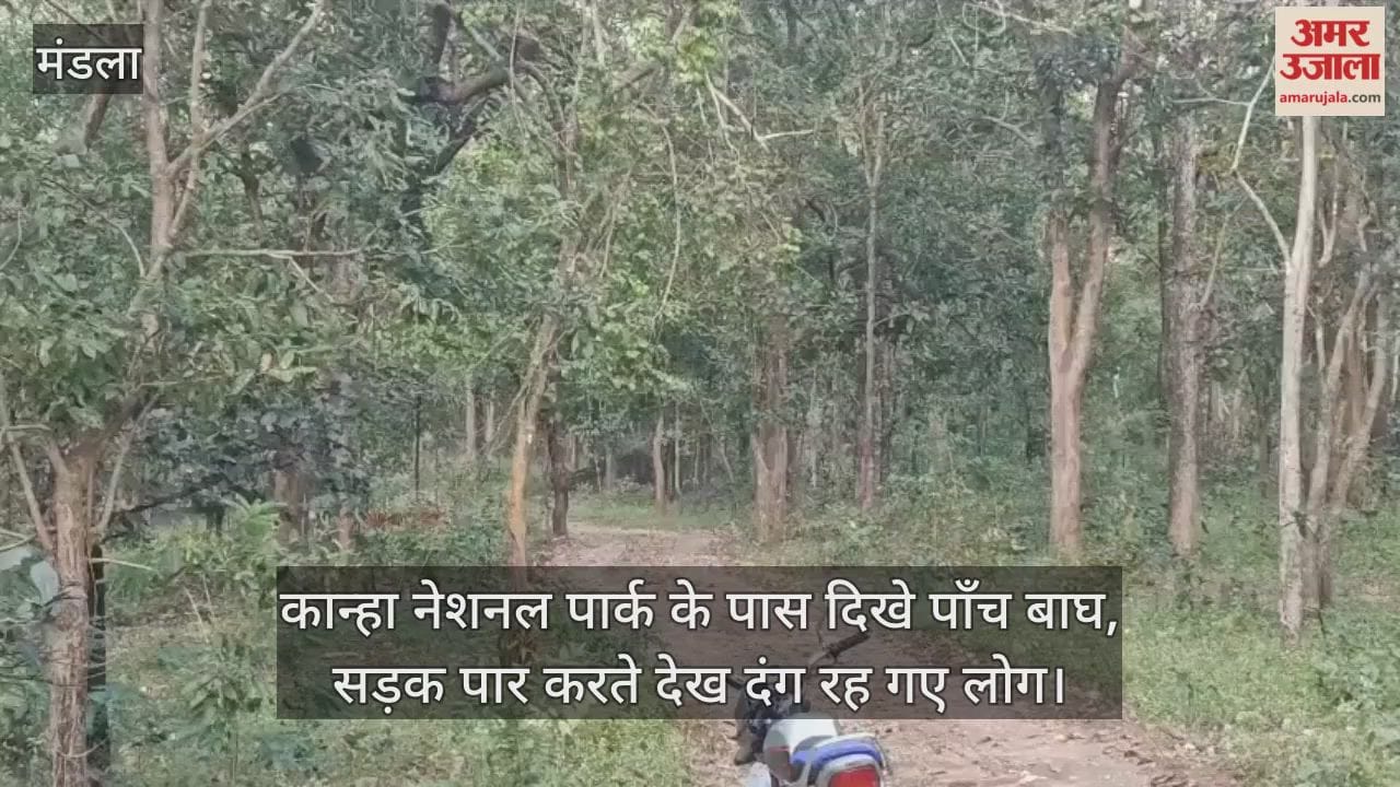 A thrilling sight was witnessed in Kanha's land, five tigers crossed the road in broad daylight.