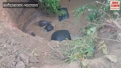 Major tragedy averted in Balodabazar Successful rescue of four elephants that fell into a well in Hardi village