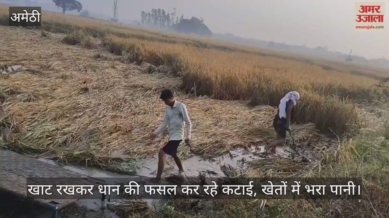 VIDEO: खेतों में भरा पानी, फसल सहेजने में परेशानी, मौसम साफ होने के बाद भी कम नहीं हो रही दुश्वारियां