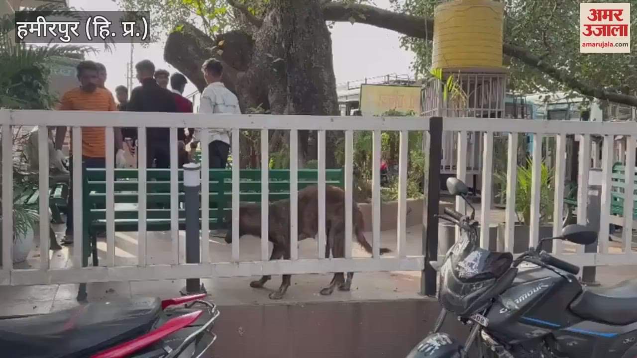 Work of vaccinating dogs started in Sujanpur