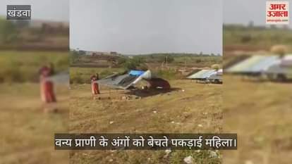 Woman caught selling wild animal body parts in Omkareshwar