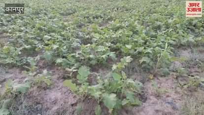 Unseasonal rains changed the color of mustard and mustard fields