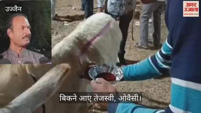 Ujjain News: Donkey Fair Sees Salman, Shah Rukh and Aishwarya Up for Sale Alongside Tejashwi and Owaisi