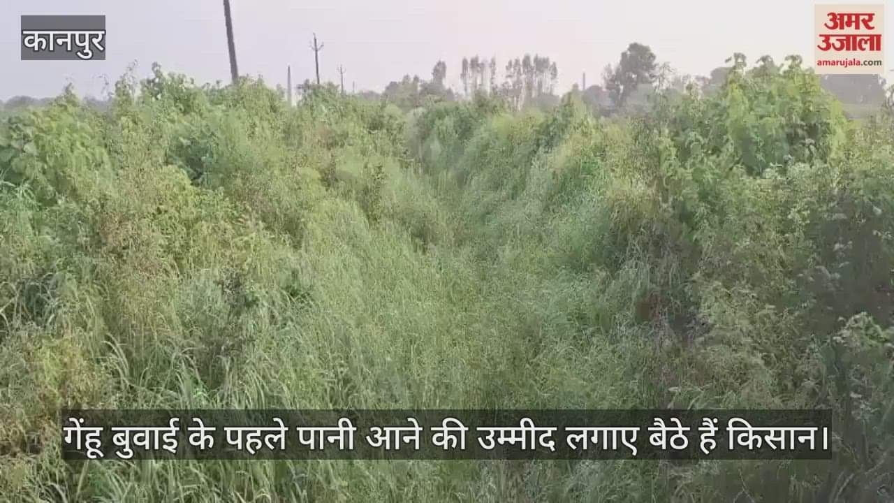 कानपुर: माइनर पानी से नहीं…झाड़ियों से भरी पड़ी है, पलेवा के लिए पानी ताक रहे किसान