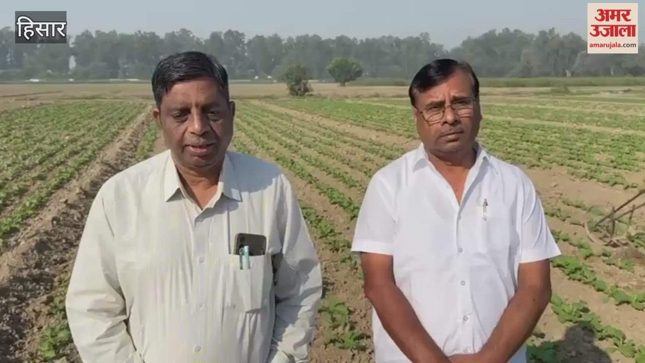 Diseases affecting mustard crop in Haryana: Symptoms of root rot, wilt and uprooting were observed