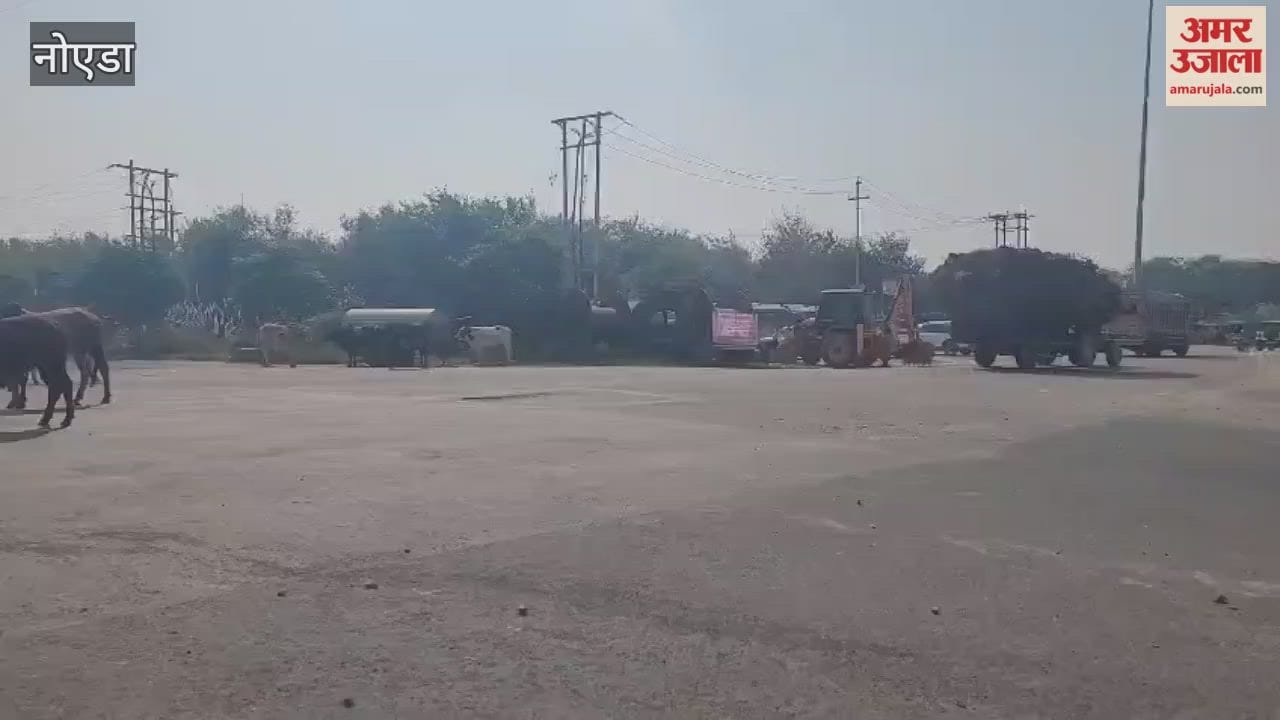 Gathering of destitute cattle on road in Medical Device Park area
