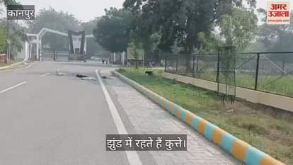 कानपुर: एचबीटीयू कैंपस बना कुत्तों का आरामगाह, सुरक्षाकर्मी बोले- भगाने पर हो जाते हैं और खतरनाक
