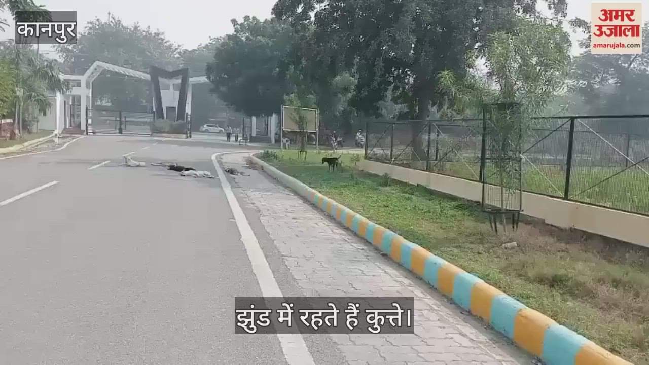कानपुर: एचबीटीयू कैंपस बना कुत्तों का आरामगाह, सुरक्षाकर्मी बोले- भगाने पर हो जाते हैं और खतरनाक