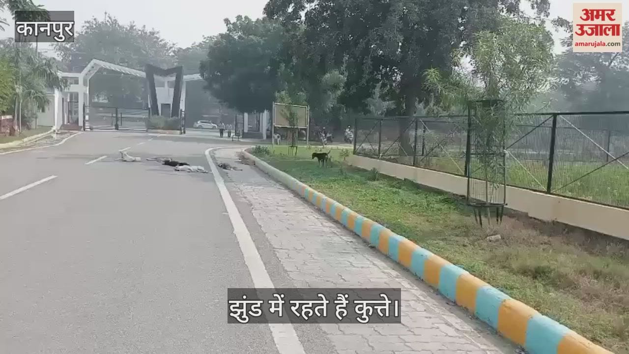 कानपुर: एचबीटीयू कैंपस बना कुत्तों का आरामगाह, सुरक्षाकर्मी बोले- भगाने पर हो जाते हैं और खतरनाक