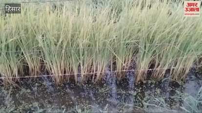 Farmers in Hisar are furious over not receiving compensation for crops damaged by waterlogging