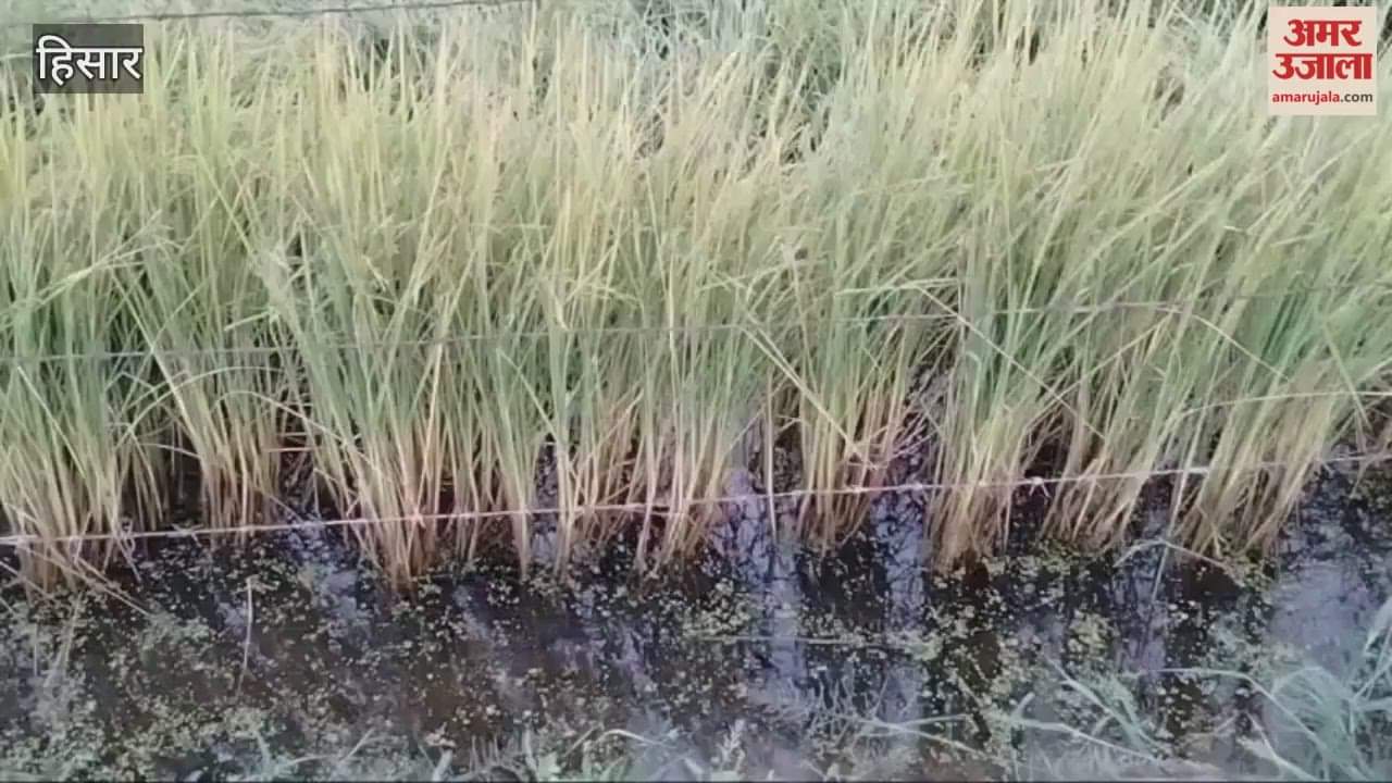 Farmers in Hisar are furious over not receiving compensation for crops damaged by waterlogging