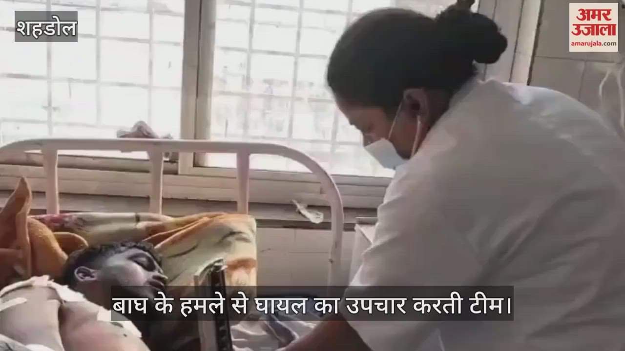 Shahdol News: Tiger attacks while grazing cattle in Byawari, youth seriously injured