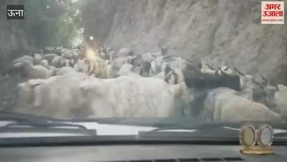 Una As the winter progresses the Gaddi community begins to move towards the plains