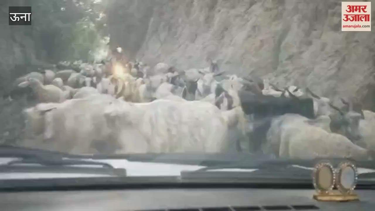 Una As the winter progresses the Gaddi community begins to move towards the plains