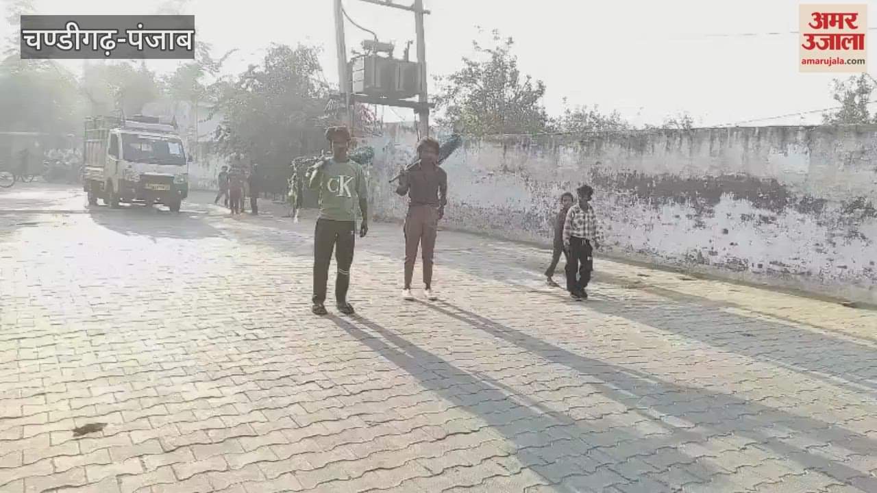 Campaign to capture dangerous dogs continues in Khanna