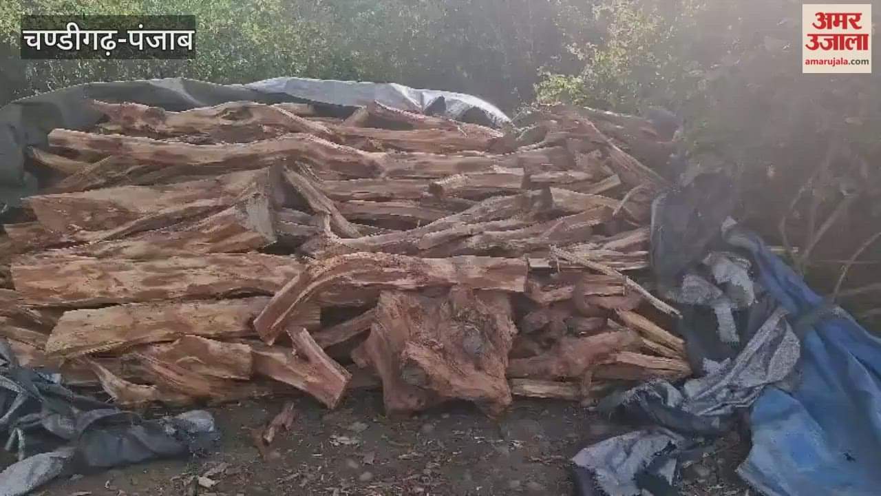 Illegal depot of Khair trees inside the forest in Garhshankar