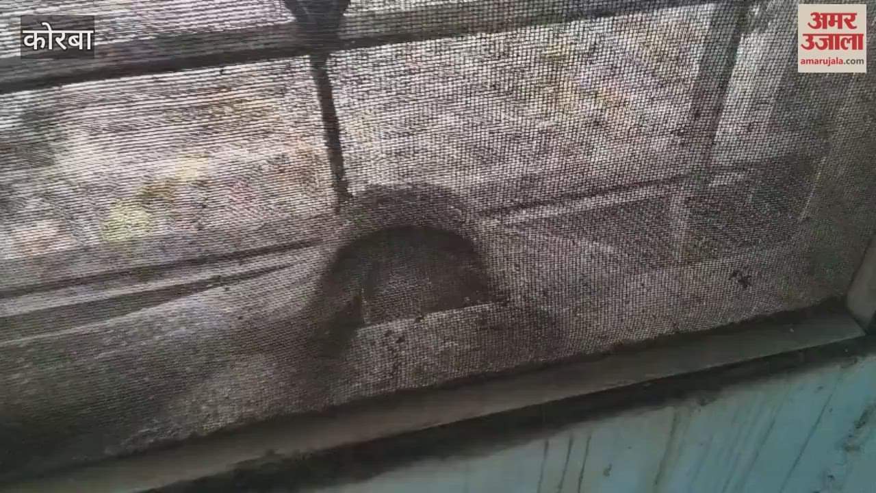 7-foot snake trapped in window grill