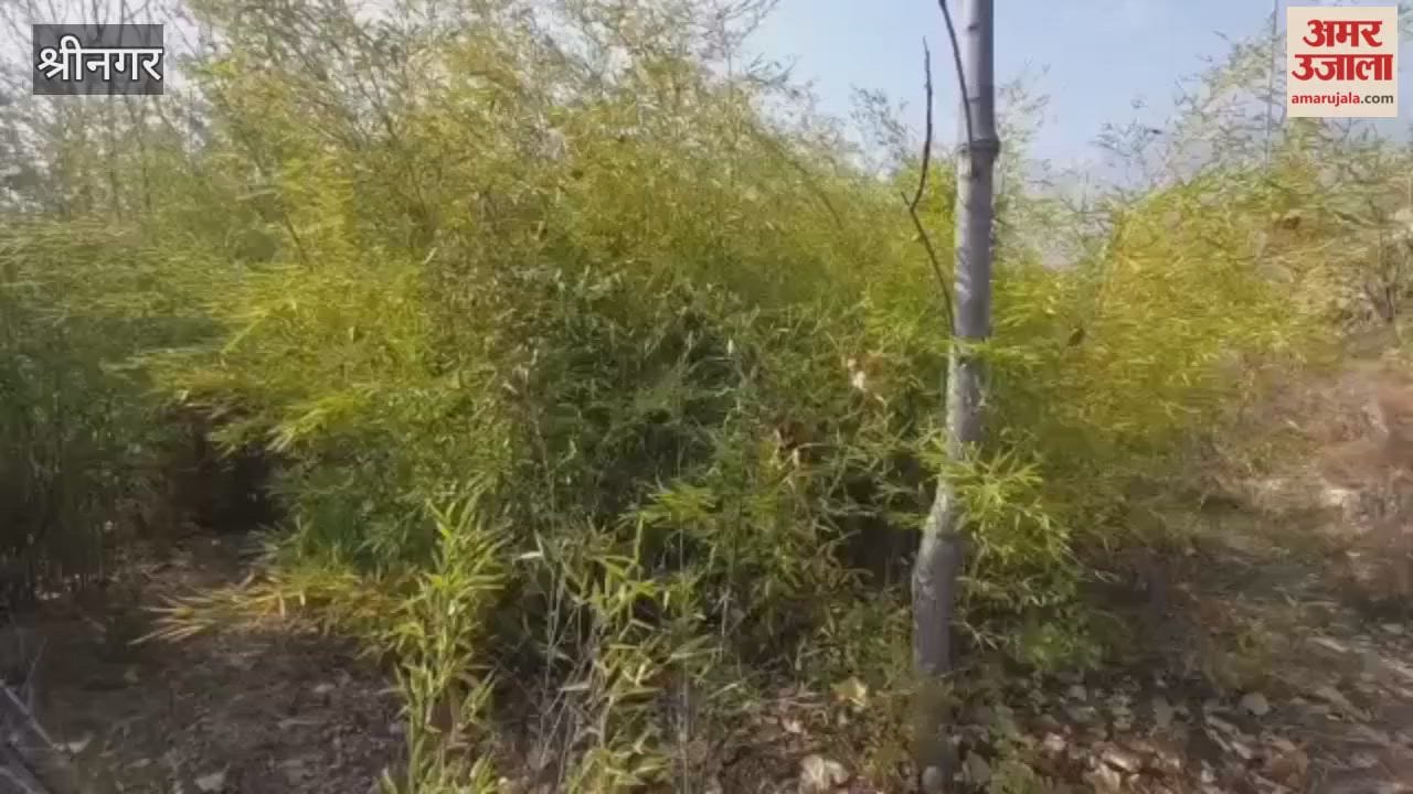 National Bamboo Mission Introduced at Faculty of Forestry, SKUAST-K Benihama Lar, Ganderbal