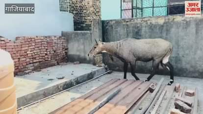 Video: A blue bull climbed onto the roof of a house... then a cow protection group arrived; find out what happened next.
