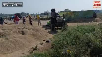 Thresher drivers are flouting the law in Halwara grain market