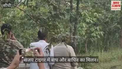 Exciting wildlife sighting at Sanjay Tiger Reserve: Tigress T28 and Tiger T26 face off