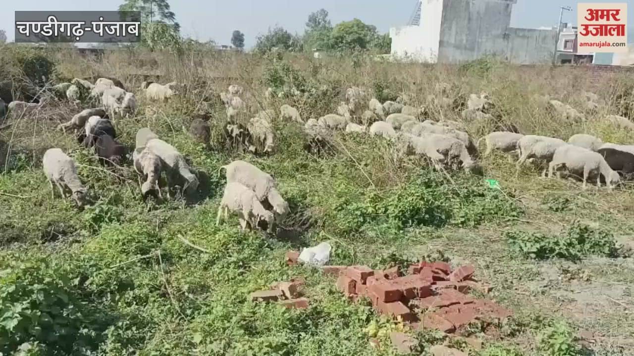 sheep wool trade has ended with people preferring synthetic wool