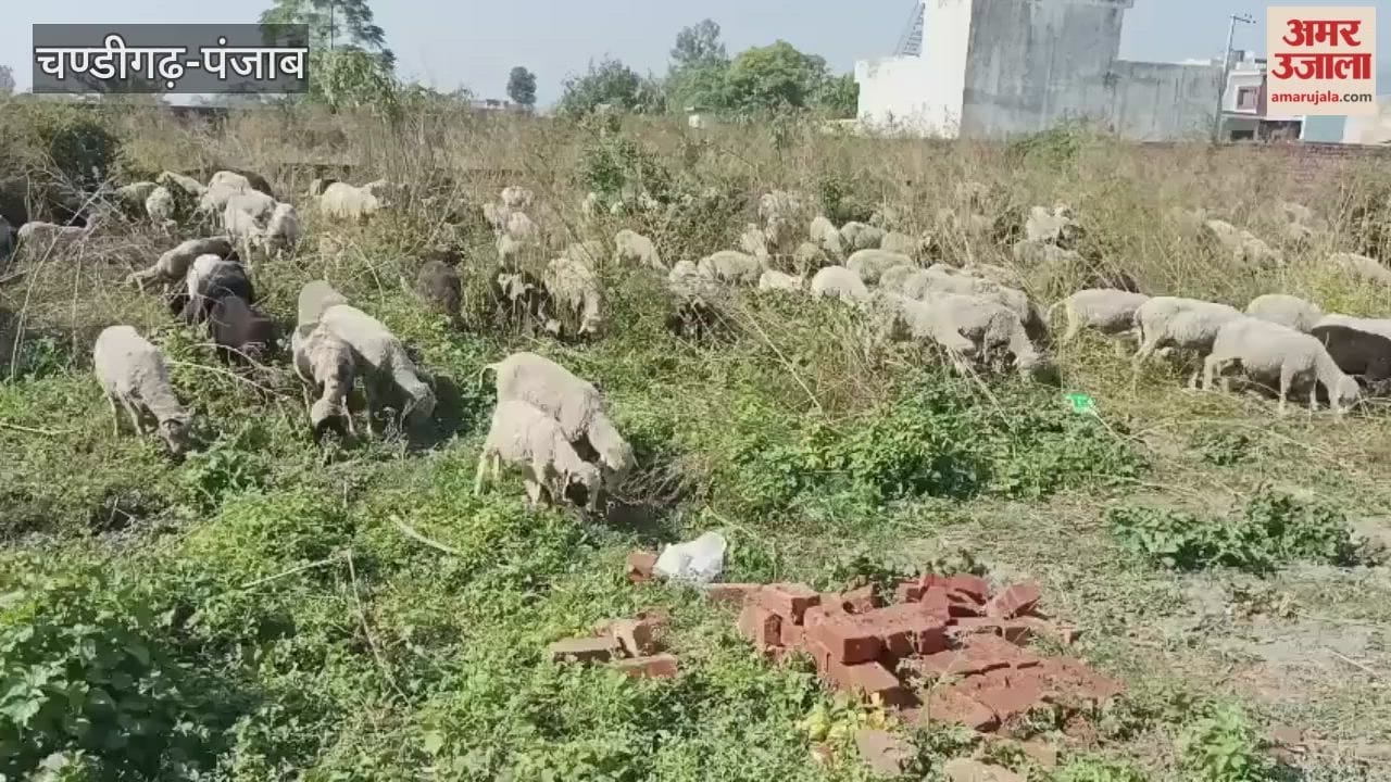 sheep wool trade has ended with people preferring synthetic wool