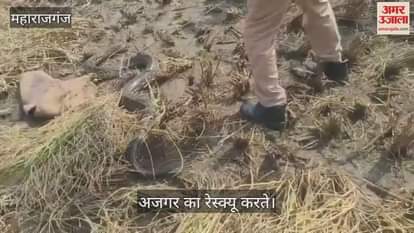 Python spotted in field, rescued by Forest Corporation