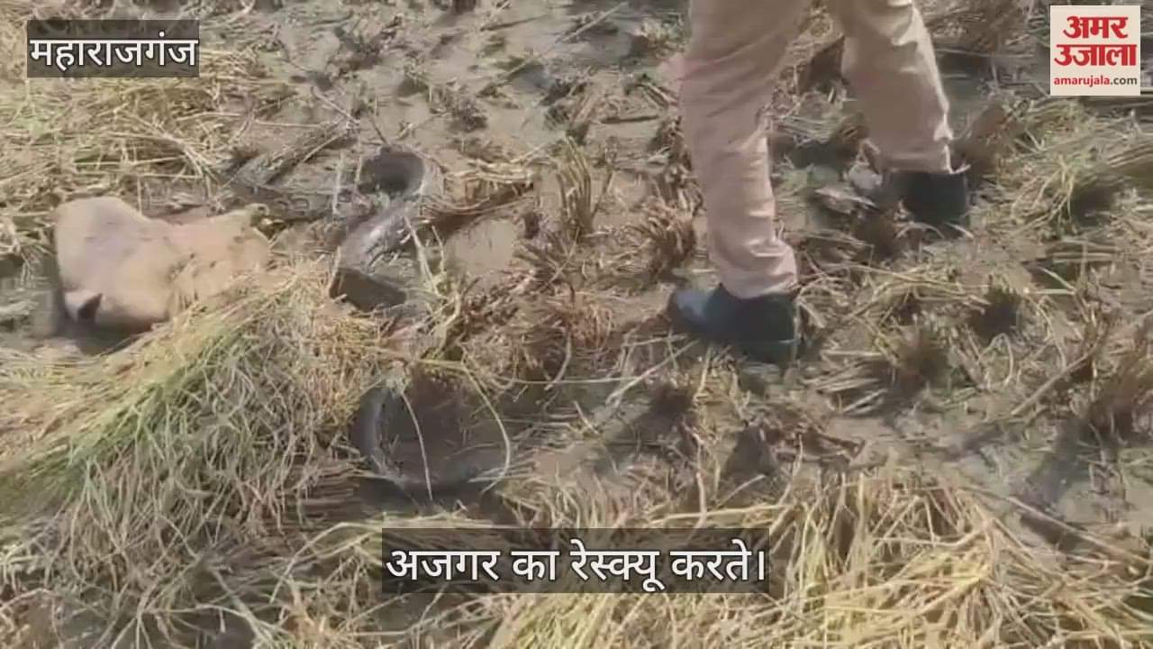 Python spotted in field, rescued by Forest Corporation