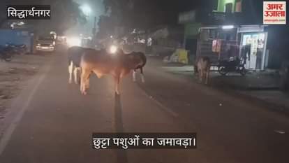 Stray animals gather at Mannijot intersection in Bhanwapur area, causing problems for passersby.